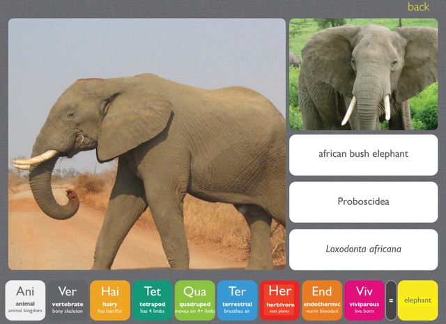 elephant.jpeg